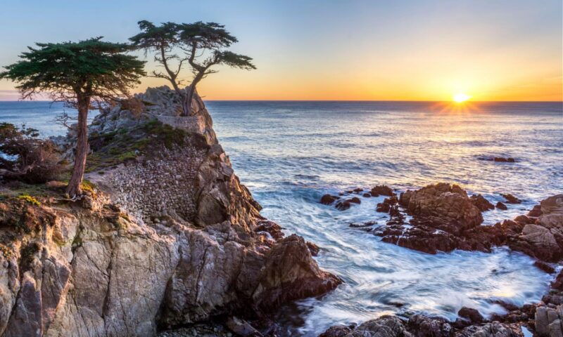 Lone Cypress